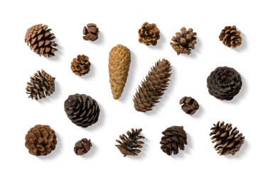 Beyaz arka planda izole edilmiş çeşitli çam kozalakları koleksiyonu. Yüksek çözünürlük Farklı şekil ve boyutlarda kozalaklı kozalaklar, sonbahar, kış, Noel tasarım konsepti için kompozisyon.