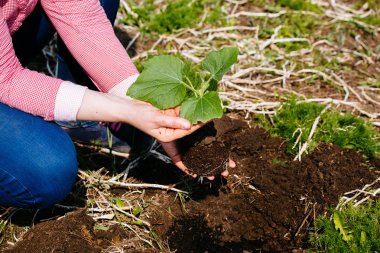Toprağa bir kabak fidan dikim kadın