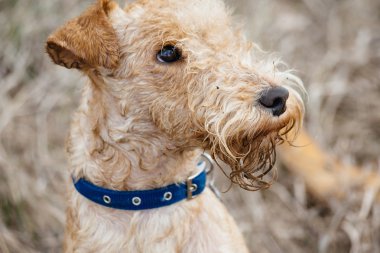 Lakeland korkunç köpek sahada yürüyen