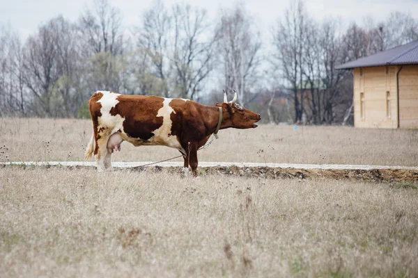 Vaca en el campo en un día nublado —  Fotos de Stock