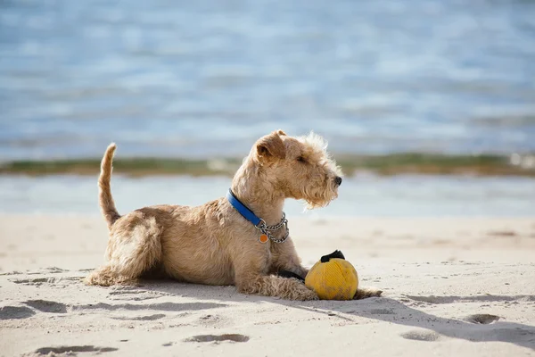 Perro acostado en la playa con una bola amarilla — Foto de Stock