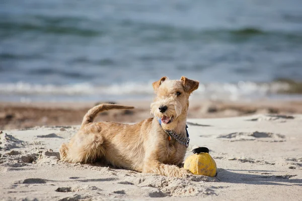 Perro acostado en la playa con una bola amarilla — Foto de Stock