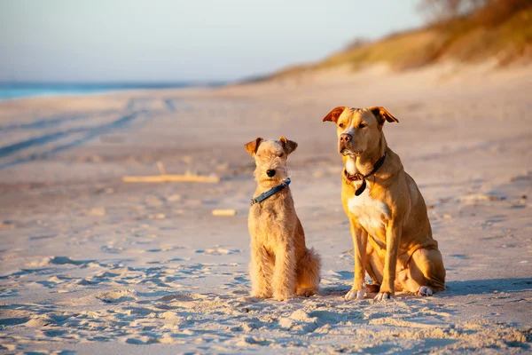 Gün batımında sahilde oturan köpekler — Stok fotoğraf