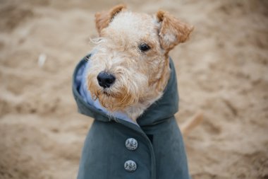Dog in a raincoat on the beach clipart