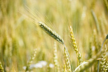 Kulakları genç buğday