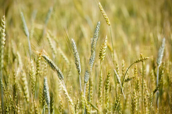 Ears of young wheat — Stock Photo, Image