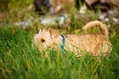 Uzun otların alanında yürürken terrier köpek