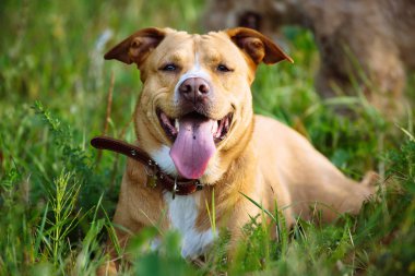 Güzel kırmızı köpek çimenlerde yalan