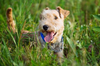 Terrier Dog walking through the tall grass in the field clipart