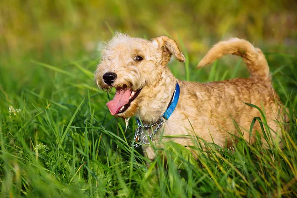 Terrier hond wandelen door het hoge gras op het gebied — Stockfoto