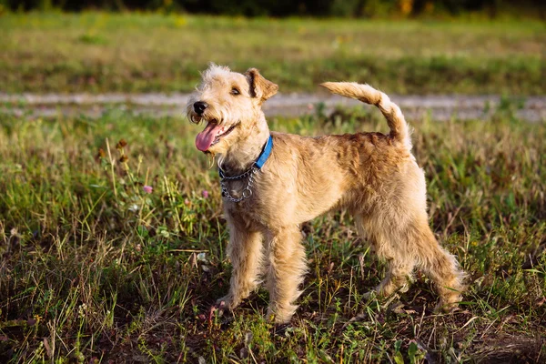 Perro Terrier caminando en el campo Fotos De Stock