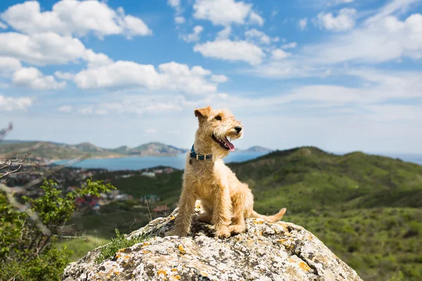 Bir kayaya deniz arka plan üzerinde dağlarda oturan köpek — Stok fotoğraf