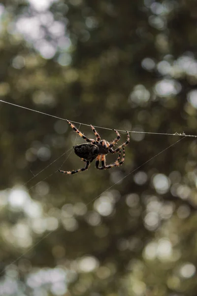 유럽에 거미의 매크로 사진을 클로즈업 — 스톡 사진