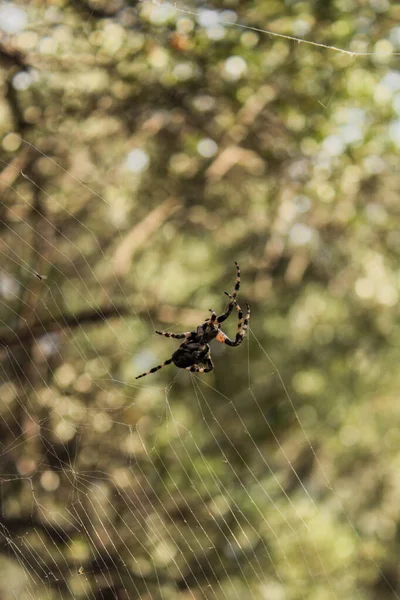 Κοντινό Πλάνο Μιας Ευρωπαϊκής Αράχνης Κήπου — Φωτογραφία Αρχείου