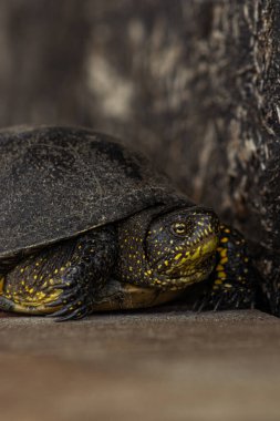 Küçük sarı bahçe kaplumbağası duvarlar arasında çimen arıyor.