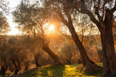 Gün batımında güneş ışığında zeytin ağacı