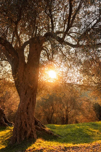 Olivo Tramonto Con Bagliore Solare — Foto Stock