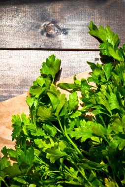 Taze maydanoz bağlı