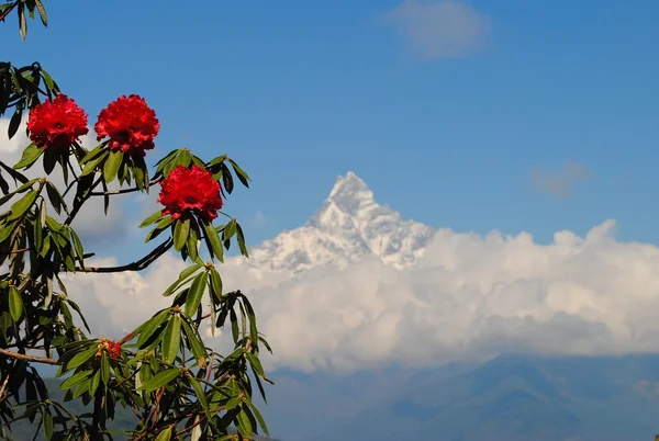 Himalaje i czerwony rododendrons — Zdjęcie stockowe