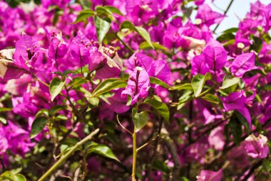 pembe çiçekli çalı