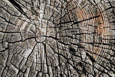 Kesilmiş ağaç görünümünü yakın çekim