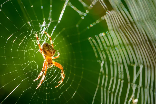 Spider on a web — Stock Photo, Image