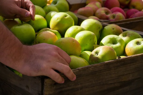 Manos la elección de manzanas — Foto de Stock
