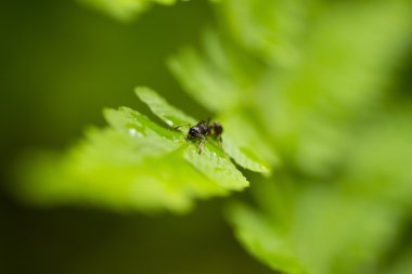 Karınca üzerindeki fern yaprak