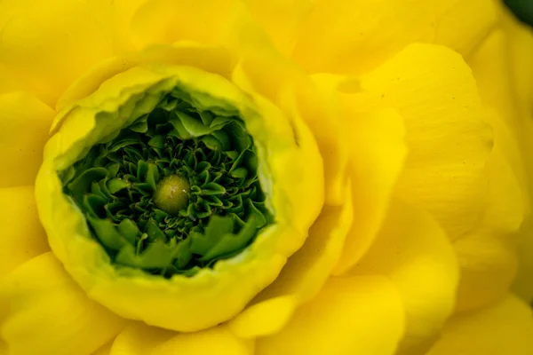 Sarı Düğünçiçeği