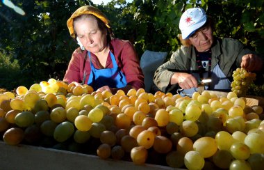 28 Eylül 2007 Plovdiv, Bulgaristan'ın üzüm toplama insanlar