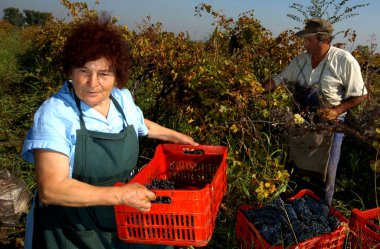 28 Eylül 2007 Plovdiv, Bulgaristan'ın üzüm toplama insanlar