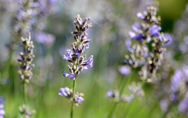 Doğa arka plan / bahar çiçekleri/bahar arka plan