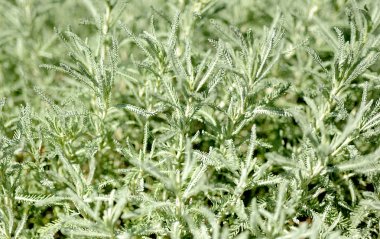 Doğa arka plan / bahar çiçekleri/bahar arka plan