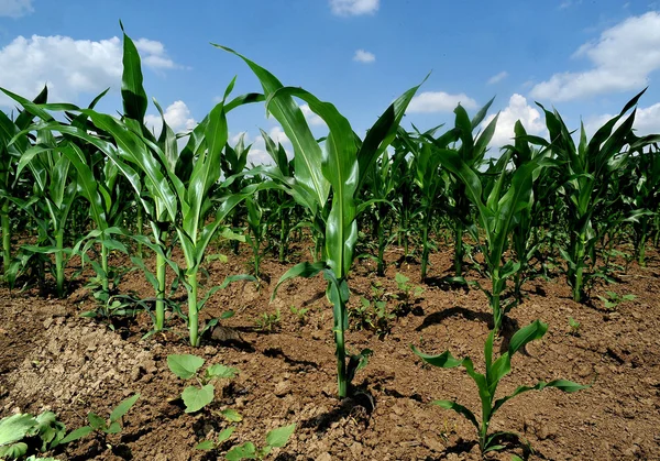 Young plants on arable land