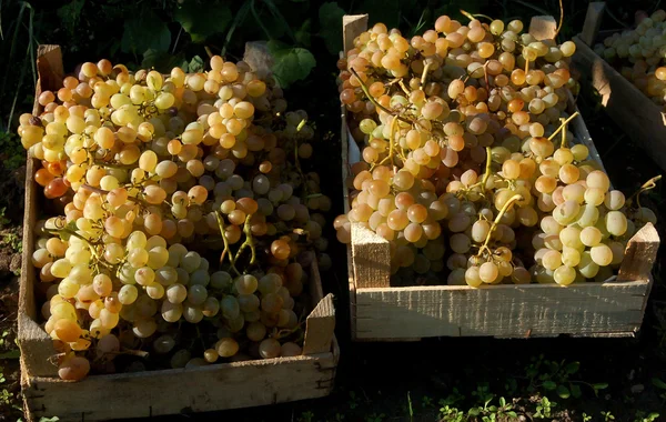 Pessoas colhendo uvas em Plovdiv, Bulgária — Fotografia de Stock