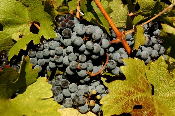 Сбор винограда в Пловдиве — стоковое фото