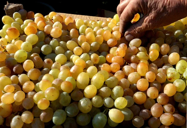 Pessoas colhendo uvas em Plovdiv, Bulgária 28 de setembro de 2007 — Fotografia de Stock