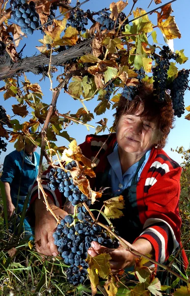 stock image People picking grapes in Plovdiv, Bulgaria Sept 28, 2007