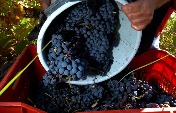 Pessoas colhendo uvas em Plovdiv, Bulgária 28 de setembro de 2007 — Fotografia de Stock