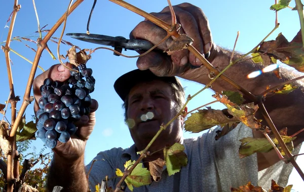 Récolte de raisins à Plovdiv, Bulgarie 28 sept. 2007 — Photo