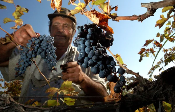 Pessoas colhendo uvas em Plovdiv, Bulgária 28 de setembro de 2007 — Fotografia de Stock