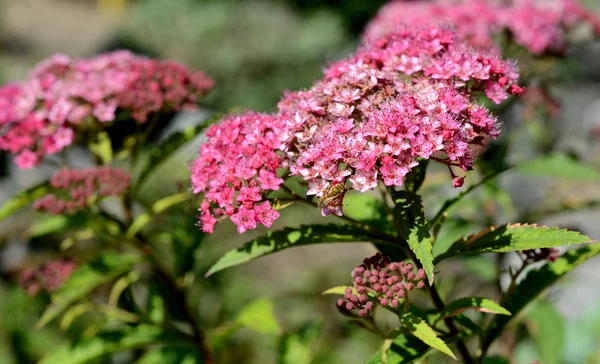 Fondo de la naturaleza / Flores de primavera / Fondo de primavera —  Fotos de Stock