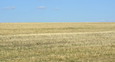  ağacında alan ve mavi gökyüzü