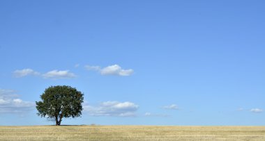  ağacında alan ve mavi gökyüzü