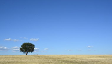 ağacında alan ve mavi gökyüzü