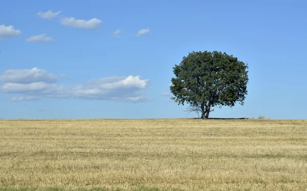 Дерево в поле и голубое небо — стоковое фото
