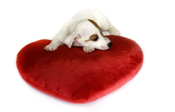 Lindo perro con corazón de San Valentín rojo — Foto de Stock