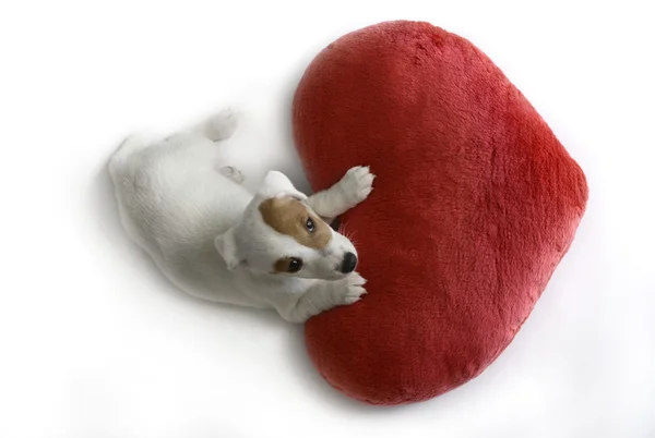Χαριτωμένος σκύλος με κόκκινο Αγίου Βαλεντίνου καρδιά — Φωτογραφία Αρχείου