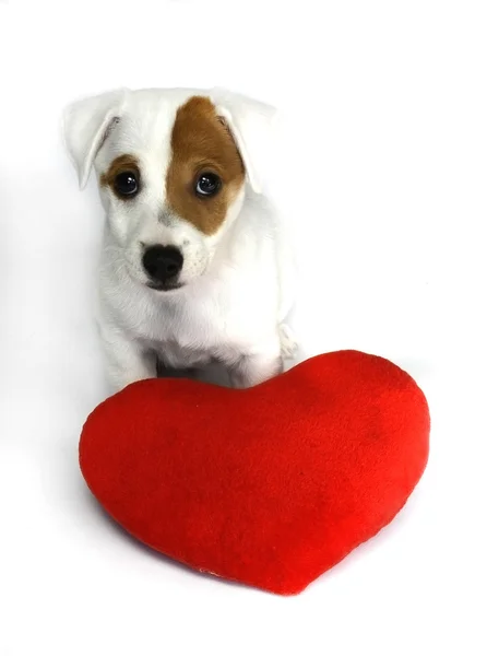 Lindo perro con corazón de San Valentín rojo — Foto de Stock