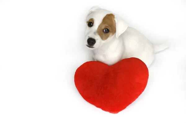 Χαριτωμένος σκύλος με κόκκινο Αγίου Βαλεντίνου καρδιά — Φωτογραφία Αρχείου